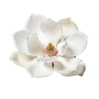 White Magnolia Flower