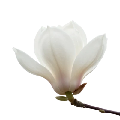 White Magnolia Flower