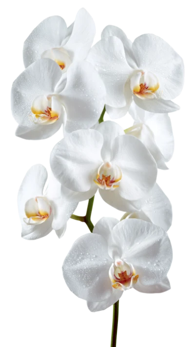 White Orchid Flower Branch