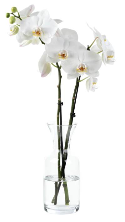 White Orchid In Vase