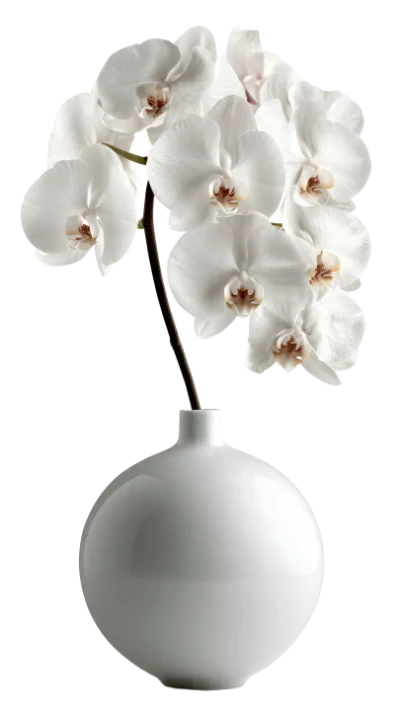 White Orchid In Vase