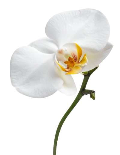 White Phalaenopsis Orchid Flower