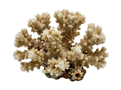 White Sea Coral