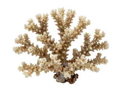 White Sea Coral