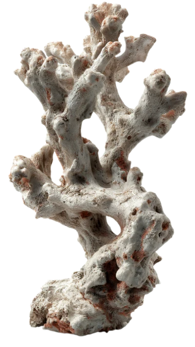 White Sea Coral