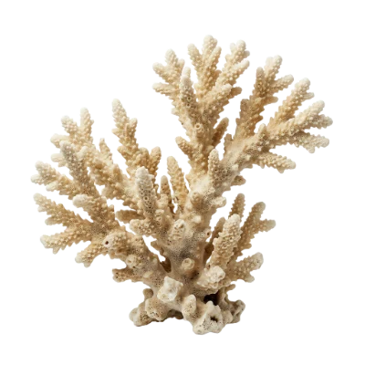 White Sea Coral