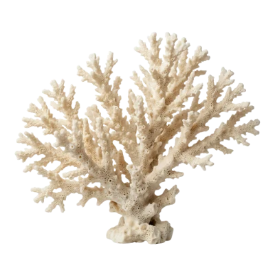 White Sea Coral