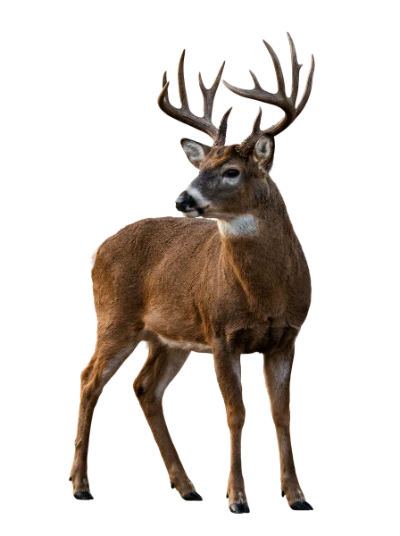 White Tailed Deer