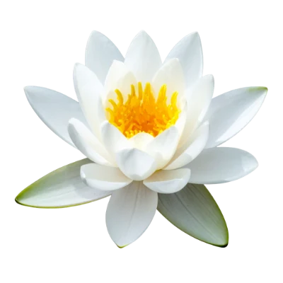 White Water Lily