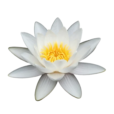 White Water Lily