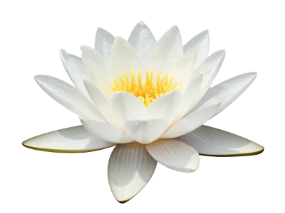 White Water Lily