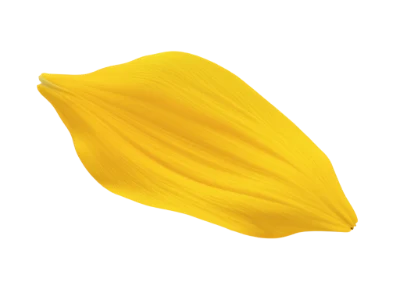 Yellow Flower Petal