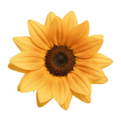 Yellow Sunflower Bloom