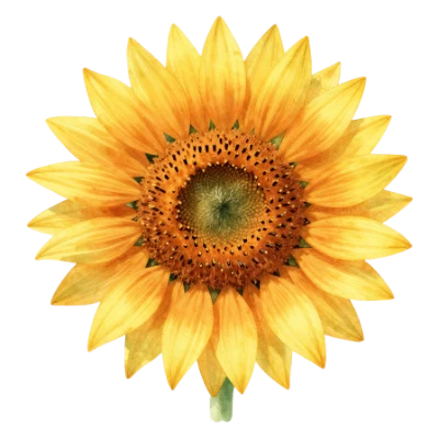 Yellow Sunflower Bloom