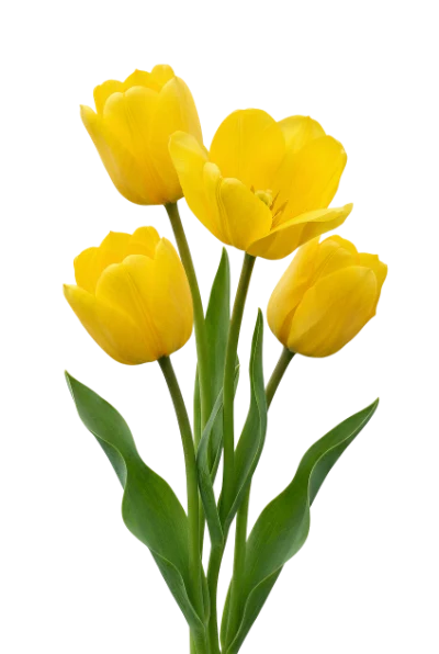 Yellow Tulip Bouquet