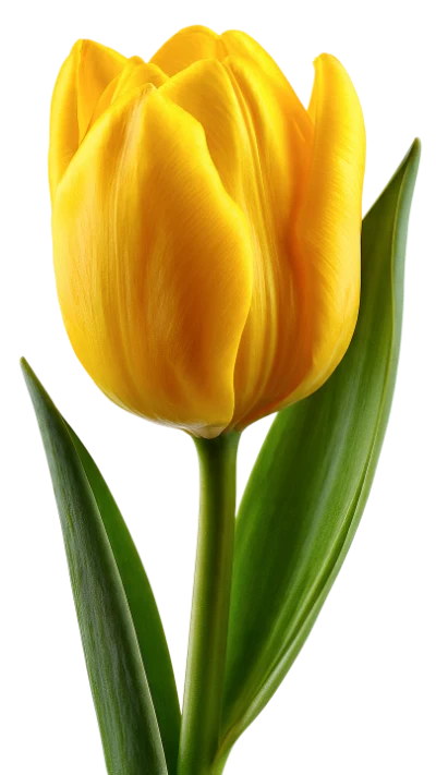 Yellow Tulip Flower