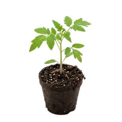 Young Tomato Seedling