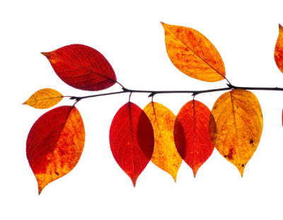 Autumn Leaves Branch