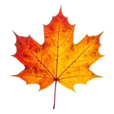 Autumn Maple Leaf