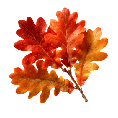 Autumn Oak Leaves