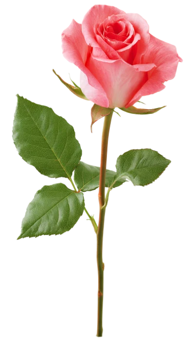 Beautiful Pink Rose