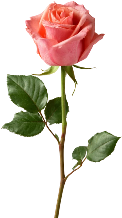 Beautiful Pink Rose Flower