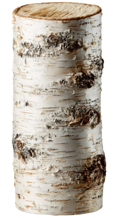 Birch Wood Log