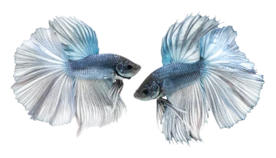 Blue Betta Fish Pair
