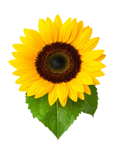 Bright Yellow Sunflower Bloom