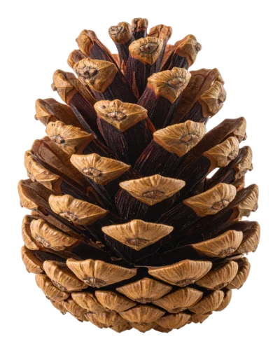 Brown Pine Cone