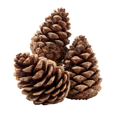 Brown Pine Cones