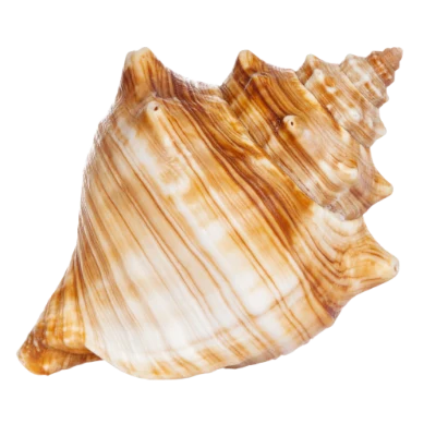 Brown Striped Sea Shell