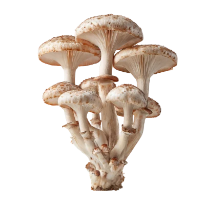 Cluster Of Wild Mushrooms
