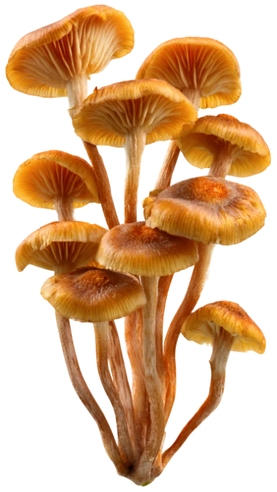 Cluster Of Wild Mushrooms