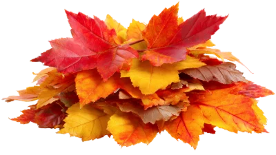 Colorful Autumn Maple Leaves