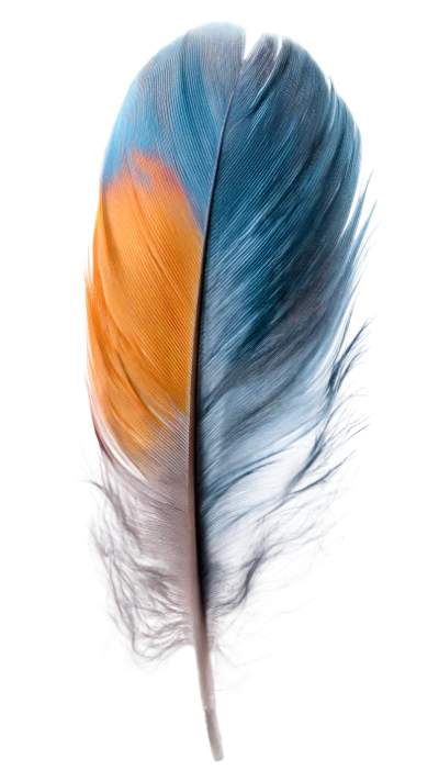 Colorful Parrot Feather