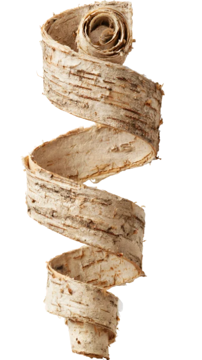 Curled Birch Tree Bark
