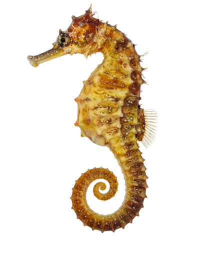 Detailed Seahorse Marine Animal