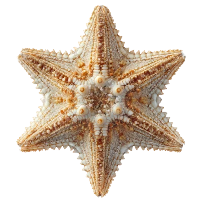 Detailed Starfish Marine Animal