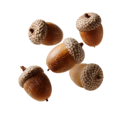 Falling Brown Oak Acorns