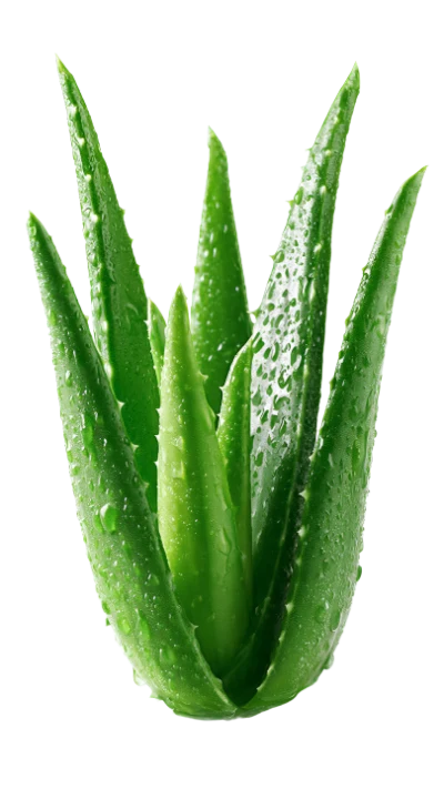 Fresh Aloe Vera Plant