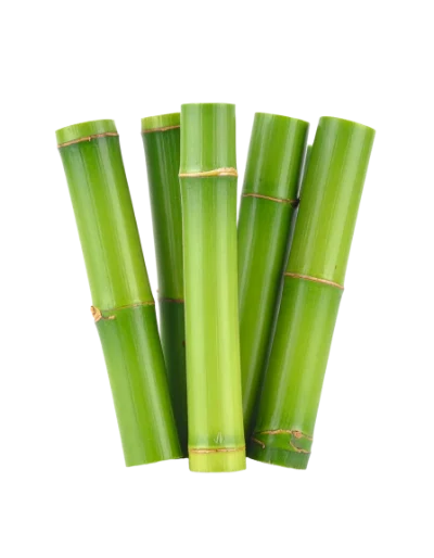 Fresh Green Bamboo Stalks