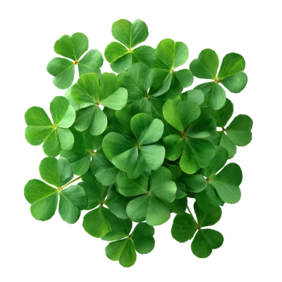 Fresh Green Clover Leaves
