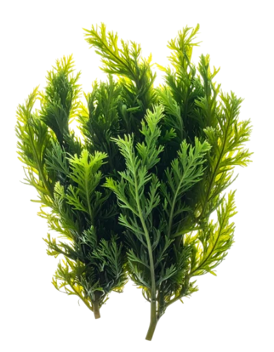 Fresh Green Dill Herbs