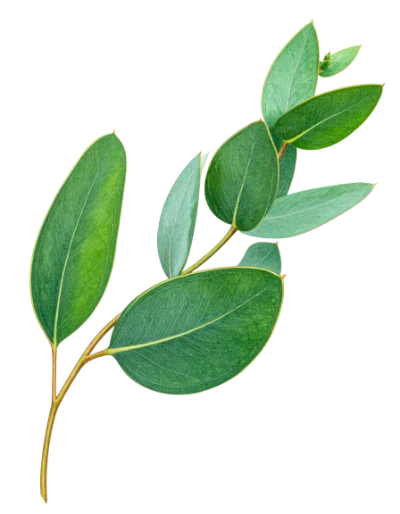 Fresh Green Eucalyptus Branch