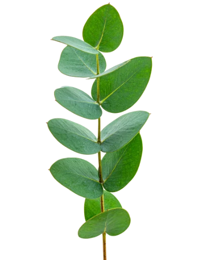 Fresh Green Eucalyptus Branch