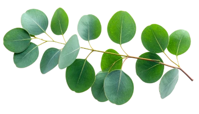 Fresh Green Eucalyptus Branch