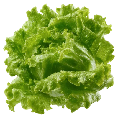 Fresh Green Lettuce Head