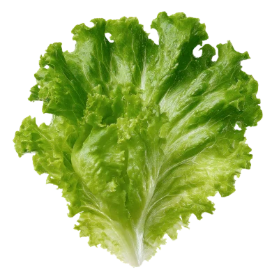 Fresh Green Lettuce Leaf