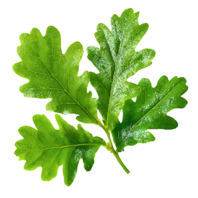 Fresh Green Oak Leaves